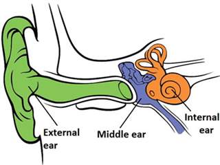 کم شنوایی انتقالی چیست؛ علل، علائم و درمان